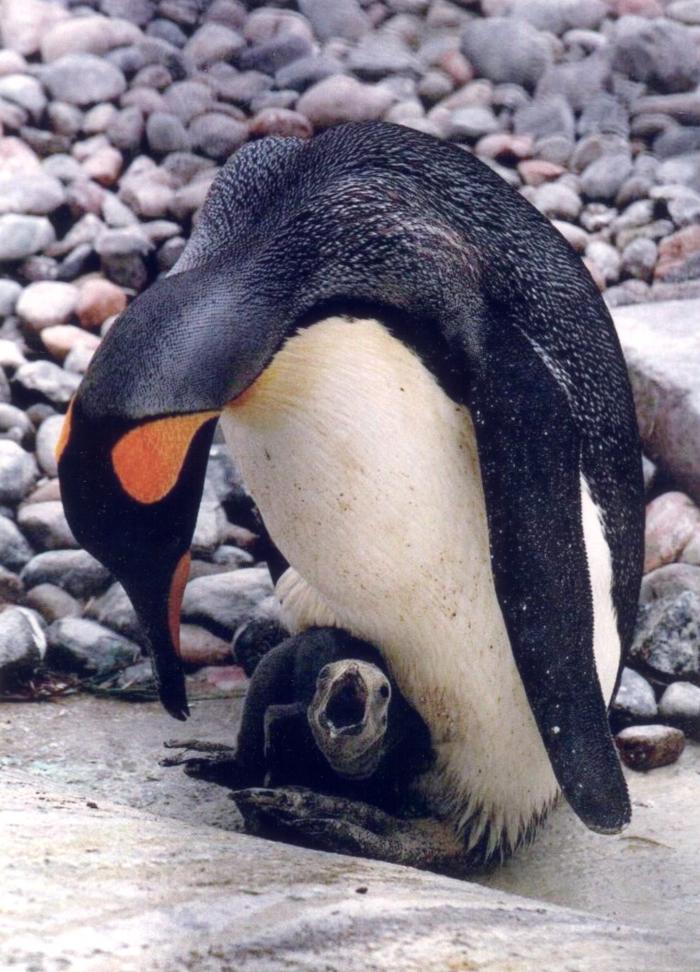 Pingüino