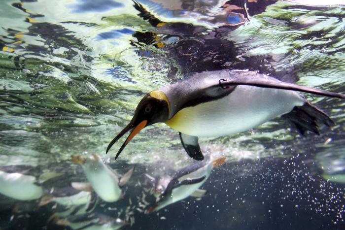 Pinguino
