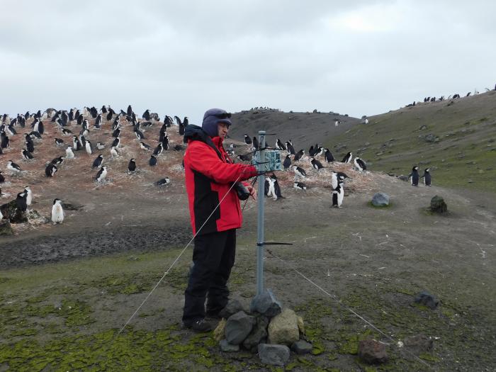 Pingüino