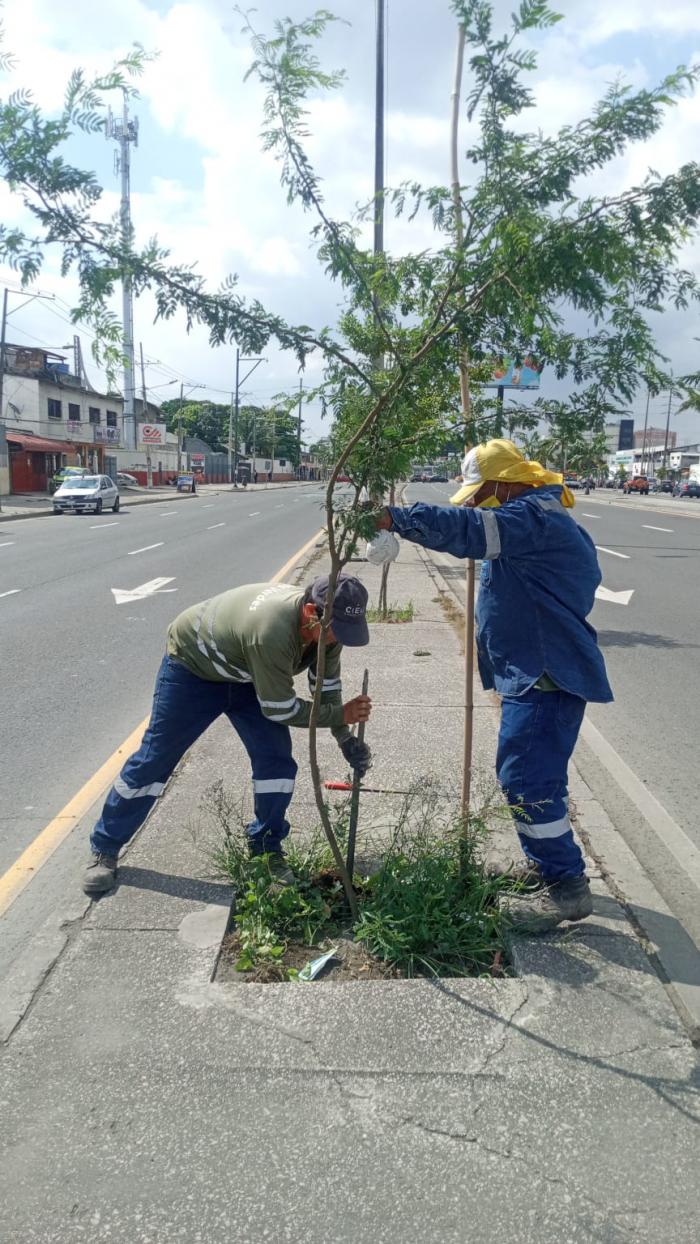 Arboles en avenida 25 de Julio
