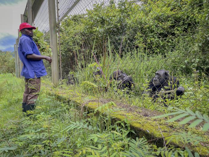 Claude-Sylvestre Libaku, uno de los trabajadores más veteranos del centro de rehabilitación de primates de Lwiro, observa a los chimpancés del santuario. El santuario también es el hogar de otros 112 chimpancés, todos incautados de los cazadores furtivos.