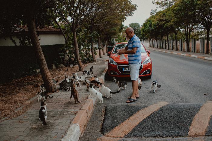 Ambiente_Mascotas_Perros y gatos