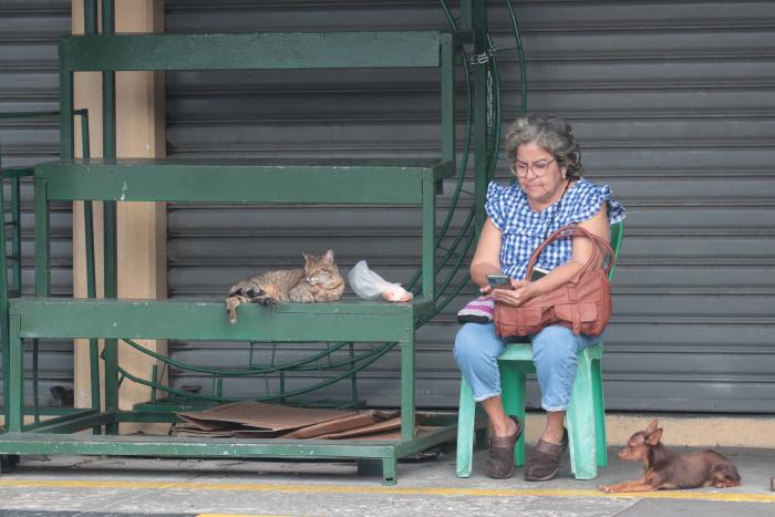 mercado de flores (8418824)