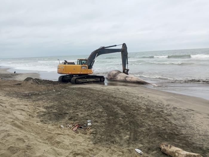 La ballena fue enterrada