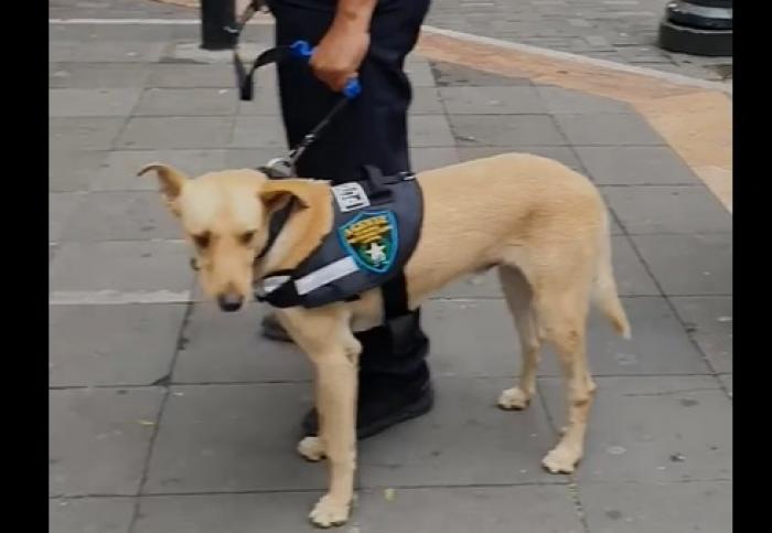 PERRO
