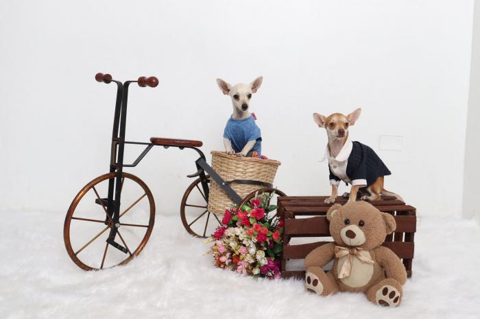 Sociedad_Mascotas_Modistos_Trajes