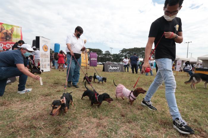 Guayaquil fiestas julianas caninos