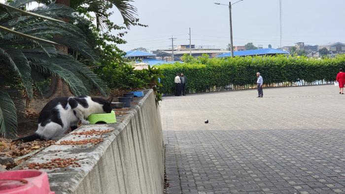colonia de gatos