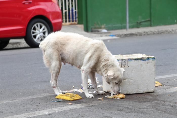 PERROS CALLEJEROS EN E (8462944)