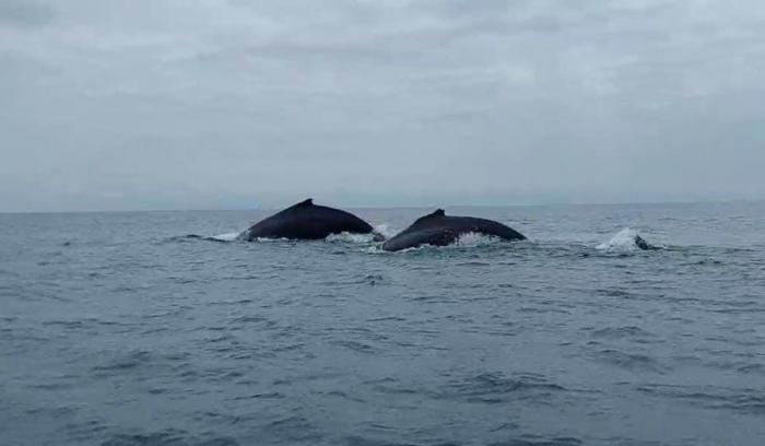 ballenas Salinas