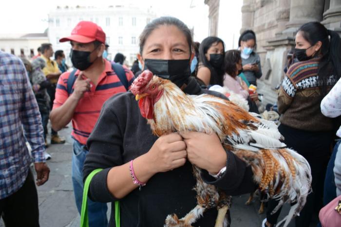 Gallo