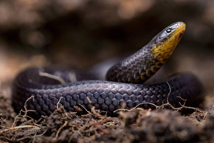 Investigaciones_Biología_Ecuador_Serpientes
