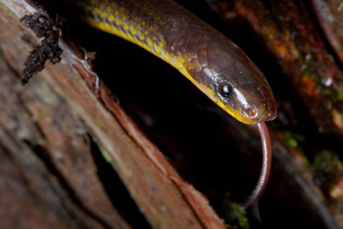 Investigaciones_Biología_Ecuador_Serpientes