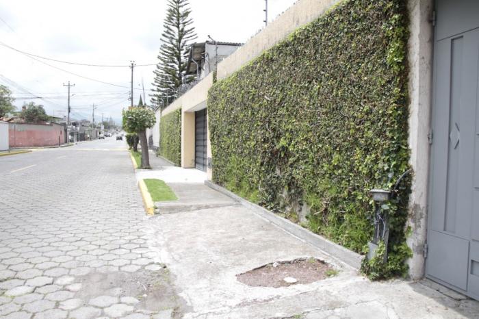 trepadoras plantas