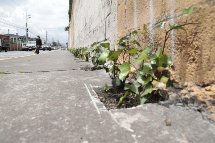 plantas en siembra