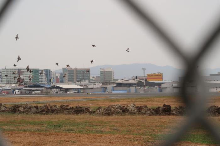 aves 2