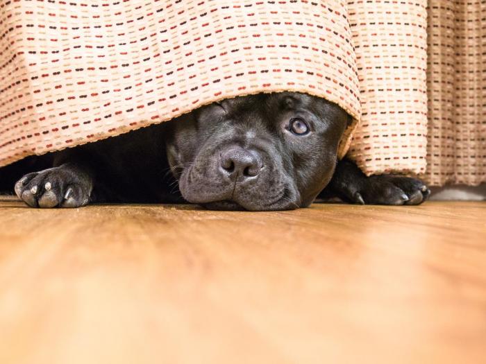 que_hacer_si_mi_perro_tiene_miedo_a_los_cohetes_21793_orig