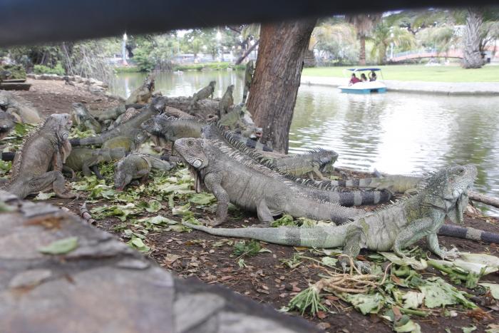 iguana 2