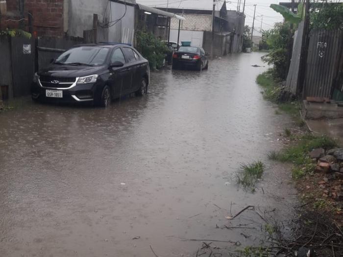 Durán, invierno Los ficus