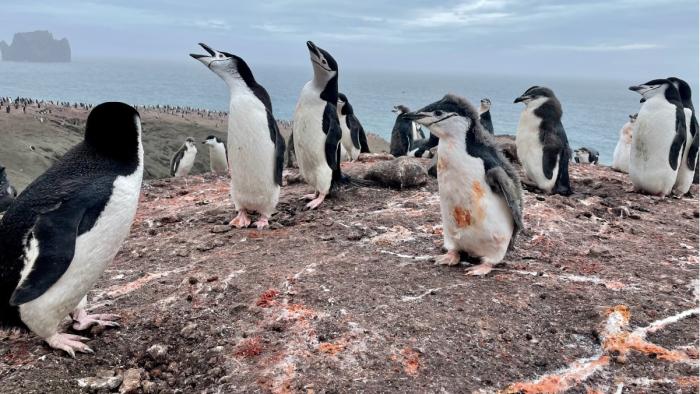 Pingüinos