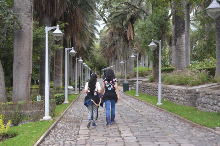 Palmeras gigantes en Ficoa