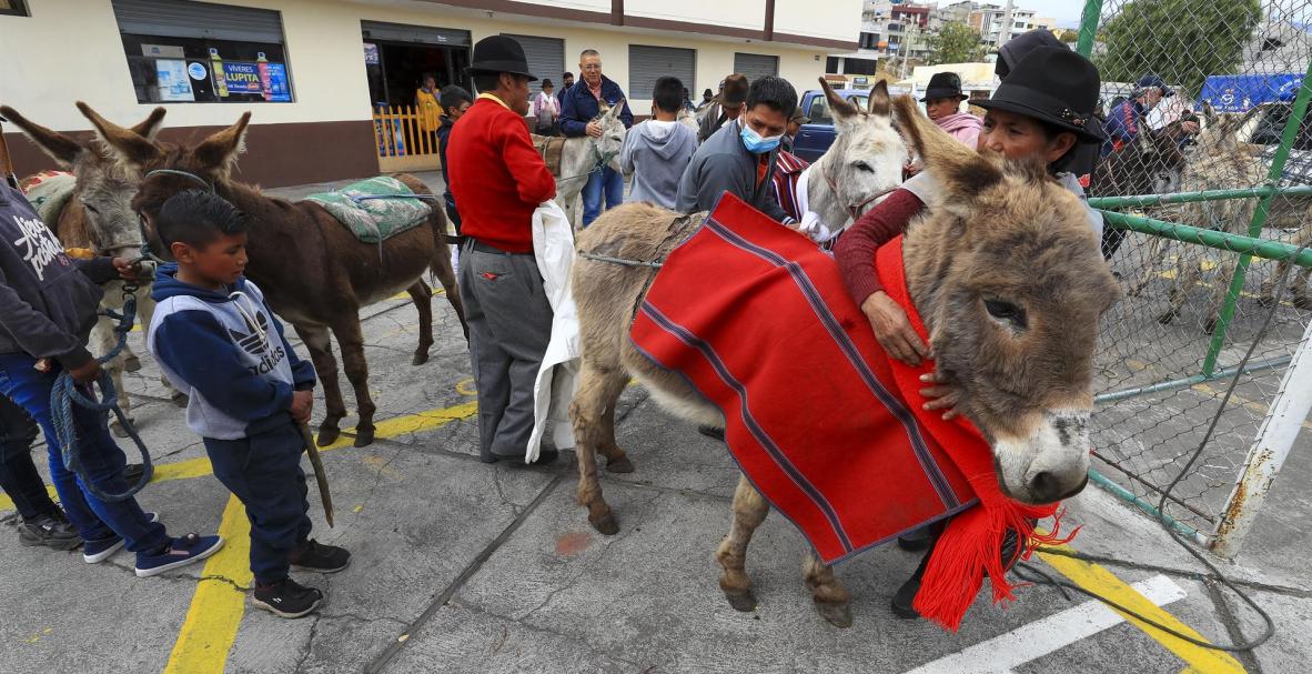 burros