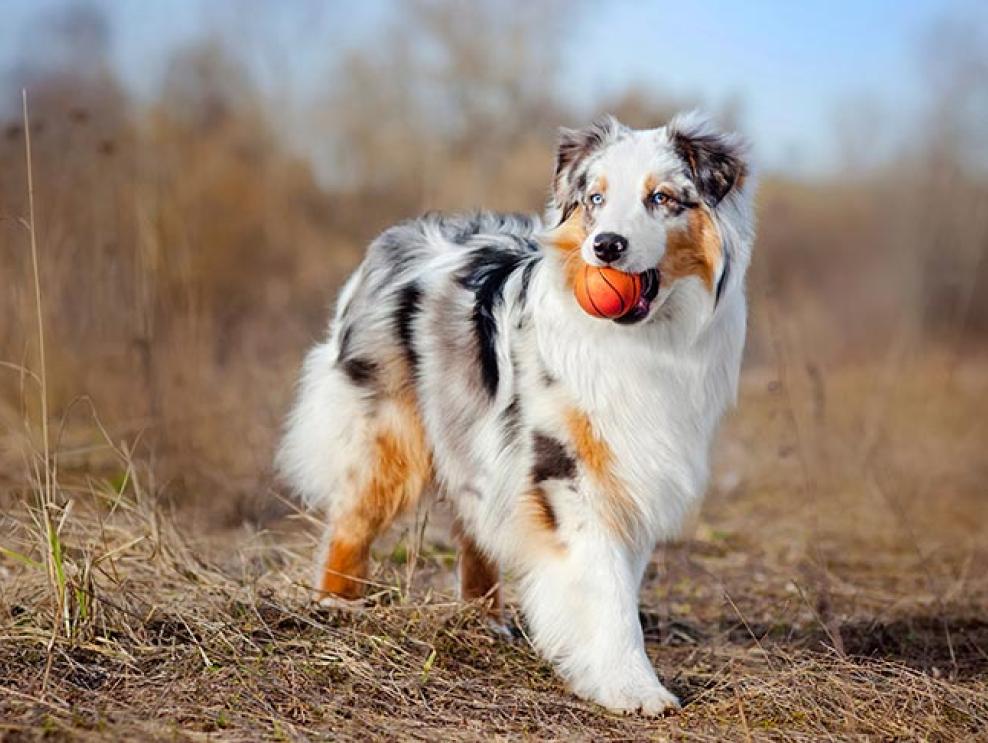 cual es la diferencia entre un border collie y un pastor australiano