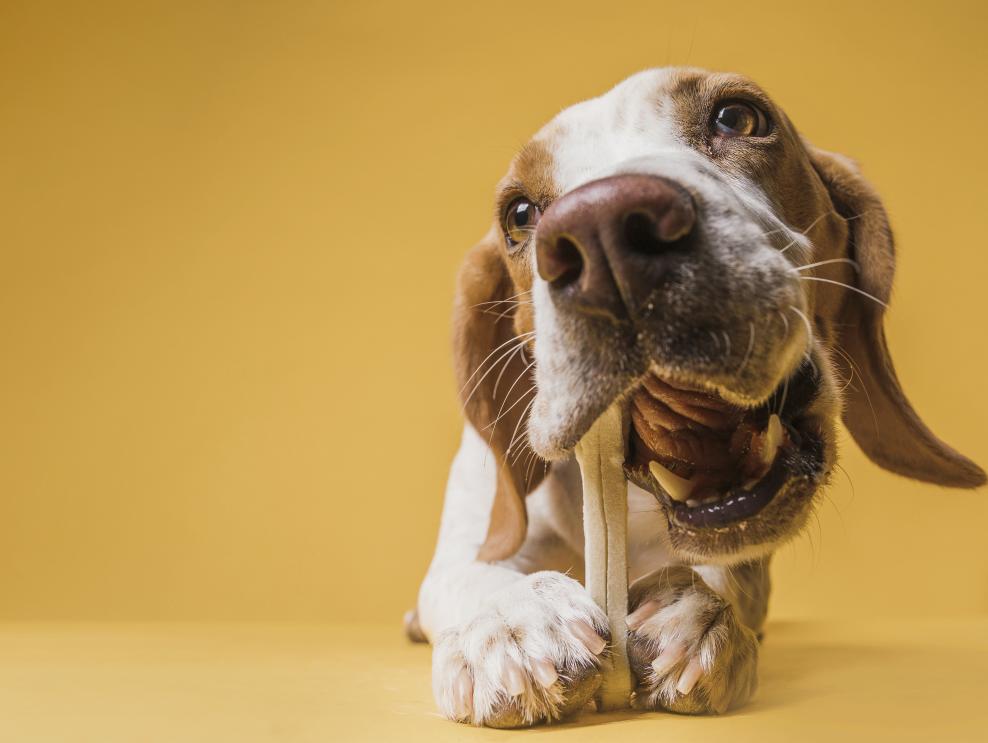 que pasa si un perro se come un hueso entero