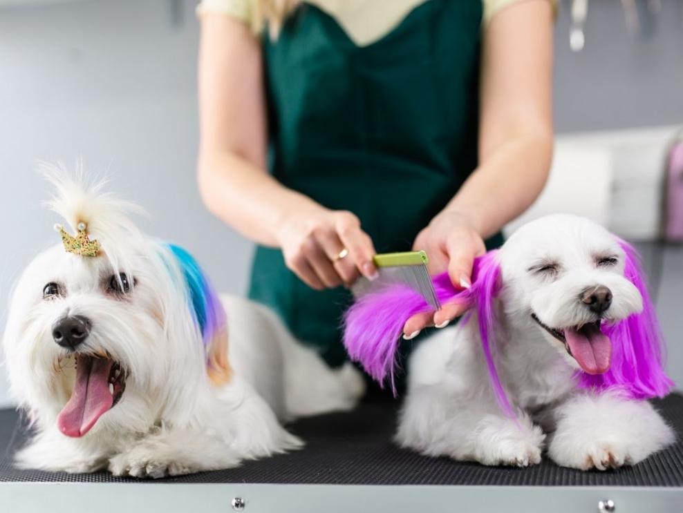 como quitar el tinte de pelo de un perro