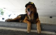 Tommy es un perro mestizo que llegó a Ecuador desde Venezuela.