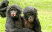 Un bonobo abraza a un compañero afligido durante un consuelo post-conflicto. Un estudio, llevado a cabo por psicólogos de la Universidad de Durham (Reino Unido) y recogido este viernes en la revista Evolution and Human Behavior, ha evidenciado que bonobos y chimpancés comparten el sentimiento de empatía que tenemos los humanos, con ligeras diferencias por especie a la hora de manifestarlo.Crédito: