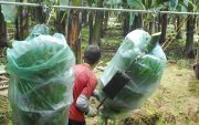 Una hacienda con cultivos de banano en Ecuador.