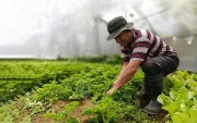 Un agricultor hace labores en su cultivo.