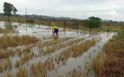 Un cultivo de arroz en Salitre que está inundado por las lluvias de junio de 2026
