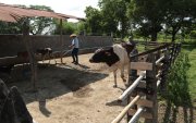 Las zonas ganaderas de la cuenca baja del Guayas se preparan para un escenario de inundaciones asociado a El Niño.