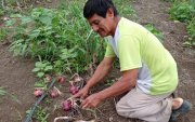 En fincas de la costa ecuatoriana, algunos productores llevan décadas aplicando bioinsumos a base de microorganismos en cultivos.