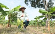 Colimes. Ingeniero agrónomo apuesta por un sistema agroforestal de cacao y plátano sobre un suelo antes destinado a la ganadería, un modelo acorde a las exigencias de la EUDR.