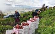 Agricultores ya cosechan la variedad de papa INIAP-Cañari en Azuay, Cañar y Loja.
