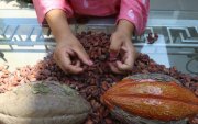 Entre los productos agrícolas ofertados en el catálogo "Del Productor a Tus Manos" está el cacao.