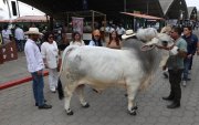 Exhibición de ejemplares de ganado durante la inauguración de la AgroExpo 2026