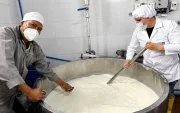 La preparación de un queso gouda de 120 kilogramos.