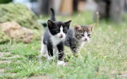 El Día Internacional del Gato promueve la adopción responsable, el bienestar felino y la protección de los gatos que viven en situación de calle en todo el mundo.