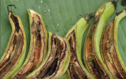 Marchitamiento bacteriano del plátano causado por la Ralstonia, una enfermedad que afecta el sistema vascular y provoca el marchitamiento progresivo de la planta.