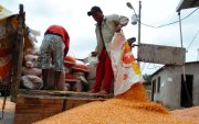 La compra de maíz que realizan las industrias en Ecuador.
