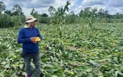 Uno de los cultivos afectados por los fuertes vientos que tumbaron las plantas de maíz, en la provincia de Los Ríos.