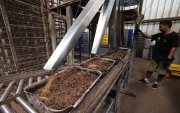 En la planta de Bioconversión, en Guayaquil, la cáscara de banano se mezcla con restos de cacao, leche y cerveza para alimentar a las larvas de mosca soldado negra.