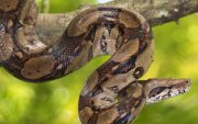 Imagen referencial de la especie de la serpiente observada desplazándose sobre los techos de la Bahía de Pedro Carbo, en Guayas.