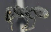 La Cephalotes sacha es una de las dos nuevas especies de hormigas tortuga descritas en Ecuador. Vive en los bosques de la Amazonía. Foto: Cortesía INABIO.