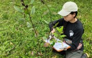 Técnicos del Jardín Botánico Padre Julio Marrero recolectaron muestras siguiendo un protocolo de la red internacional de jardines botánicos y se enviaron a laboratorios en España.