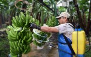 Experimentos. Bananeras de Mariscal Sucre llegan a aplicar hasta diez ciclos de fumigación con los nuevos productos. Allí hay fincas que se han reconvertido con buen resultado en producción.